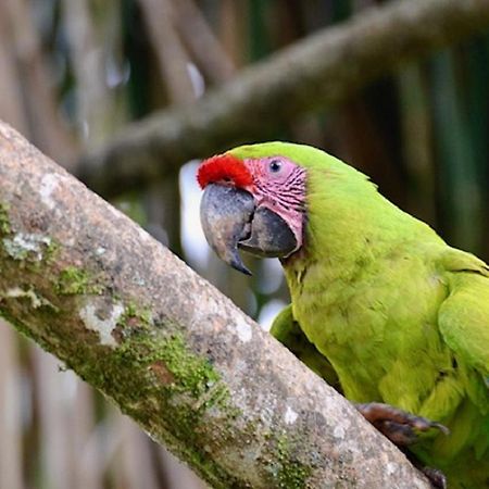 Hotel Caribbean Coconut カウイータ エクステリア 写真
