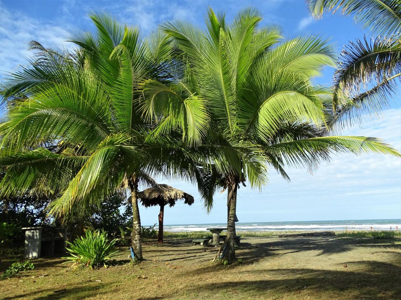 Hotel Caribbean Coconut カウイータ エクステリア 写真