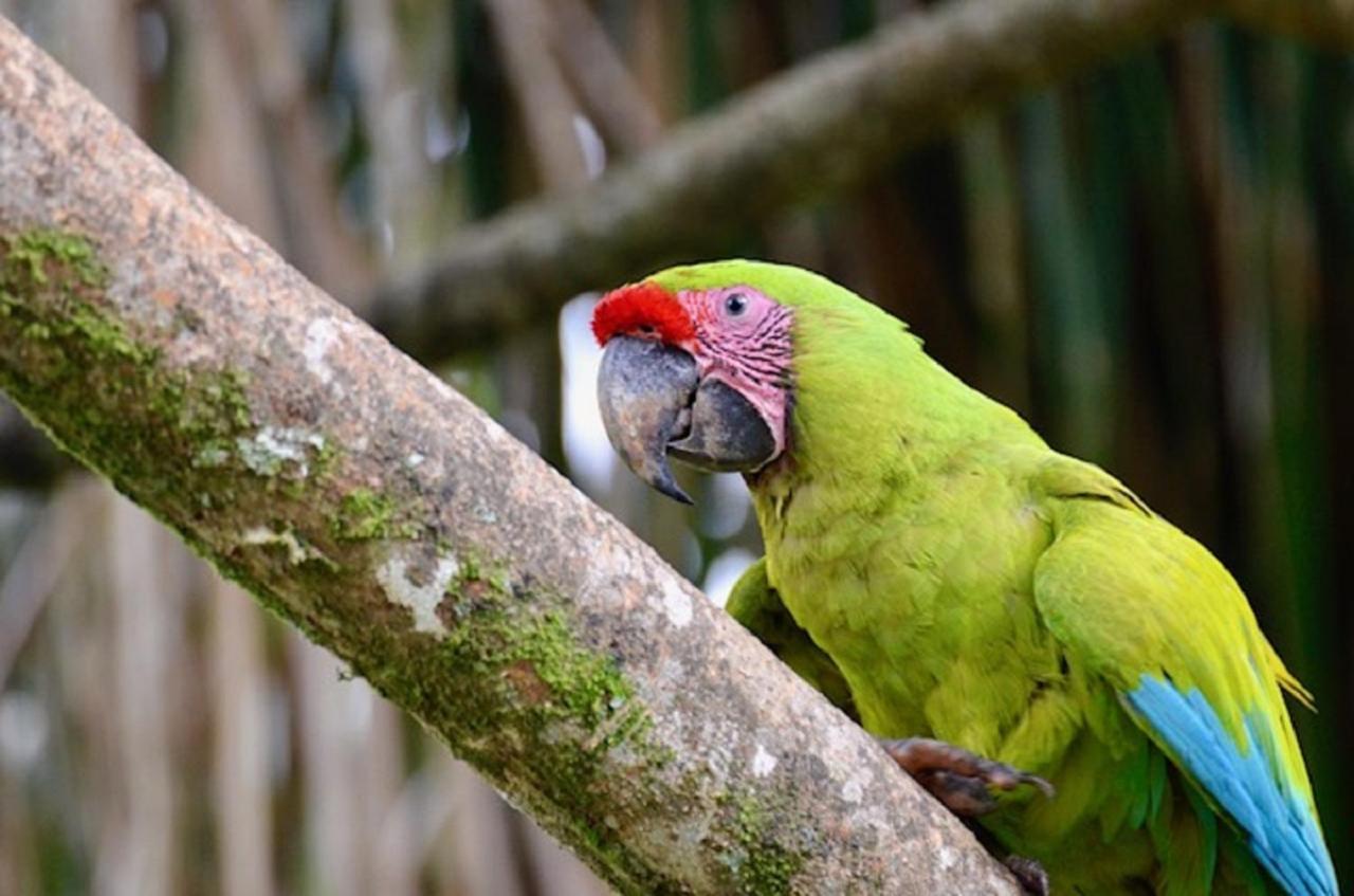 Hotel Caribbean Coconut カウイータ エクステリア 写真